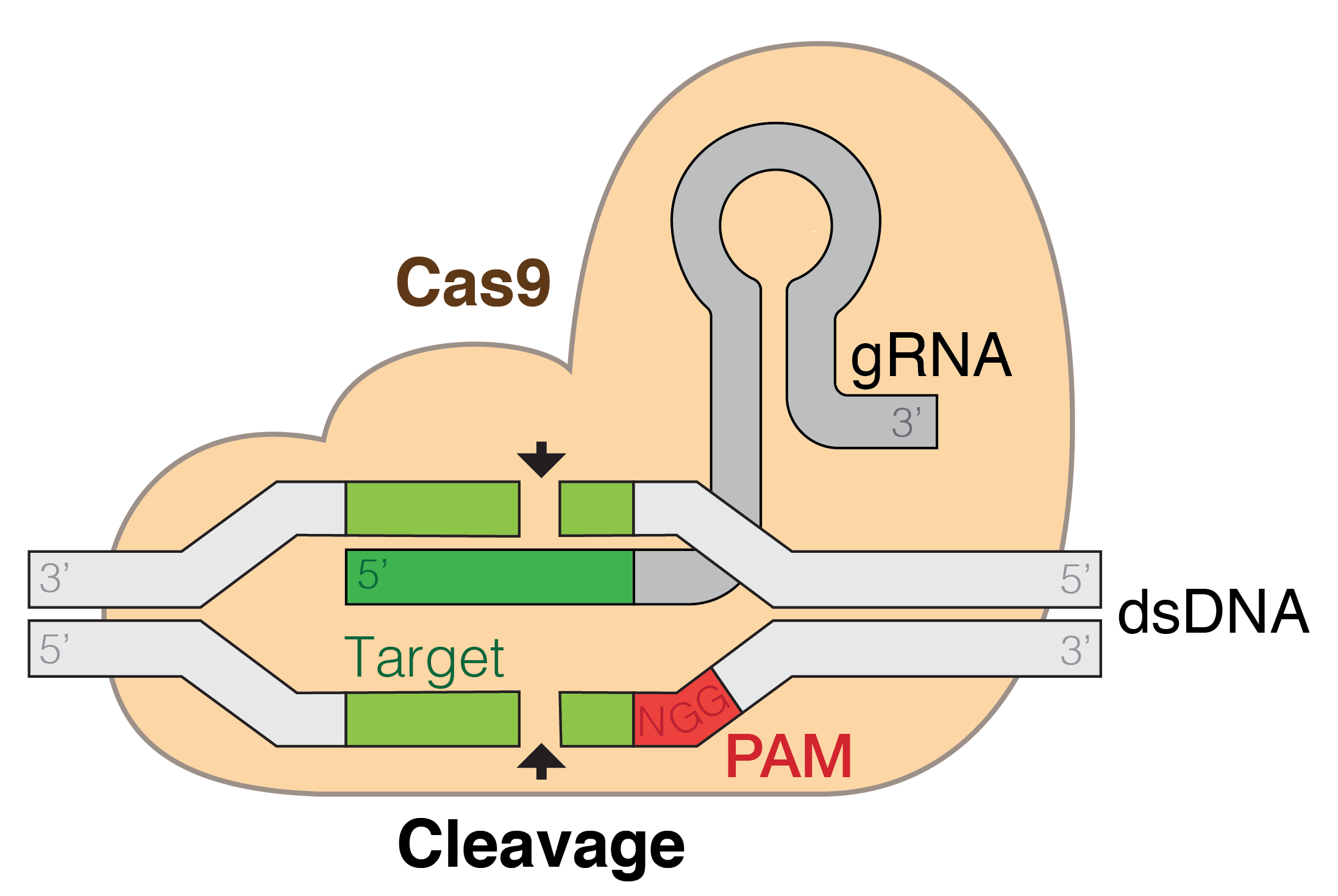 crispr-021