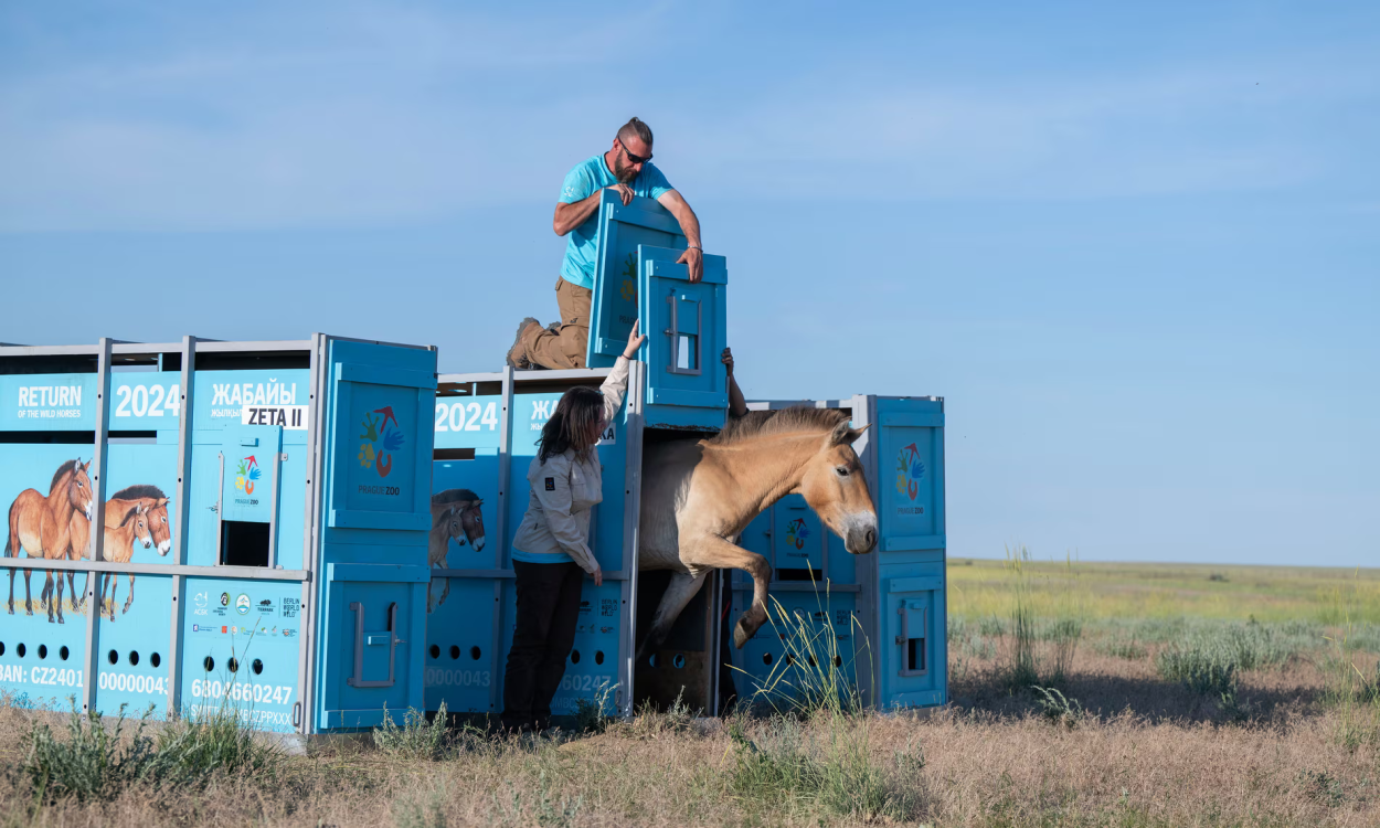 Prezewalski Kazakistan 1718441222 596 X750