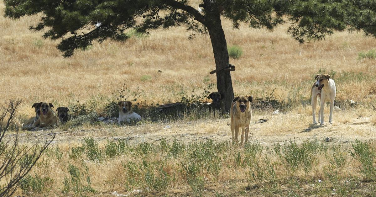 Ankara Yenimahallede Basibos Kopek Saldirisi Vatandaslar Endiseli Lh O18 I5S