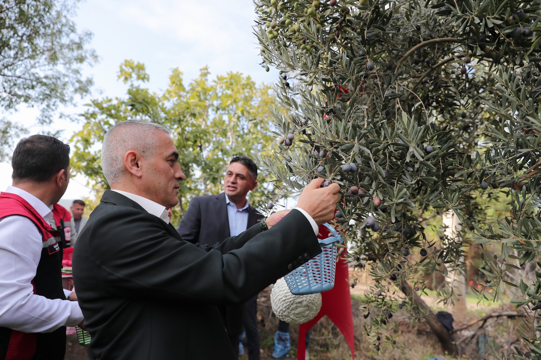 8 Aliaga’da Zeytinin Bereketi 4.Zeytin Hasat Senligi’nde Kutlandı
