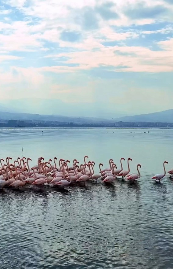 Özellikle gün doğumu ve gün batımında allı turnaların suya yansıyan pembe görüntüleri, doğa fotoğrafçıları ve kuş gözlemcileri için eşsiz manzaralar oluşturuyor.