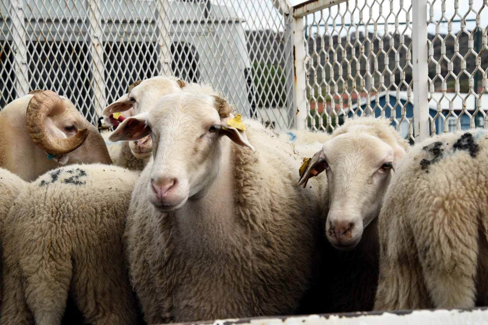 Whatsapp Image 2025 10 30 At 16.13.26