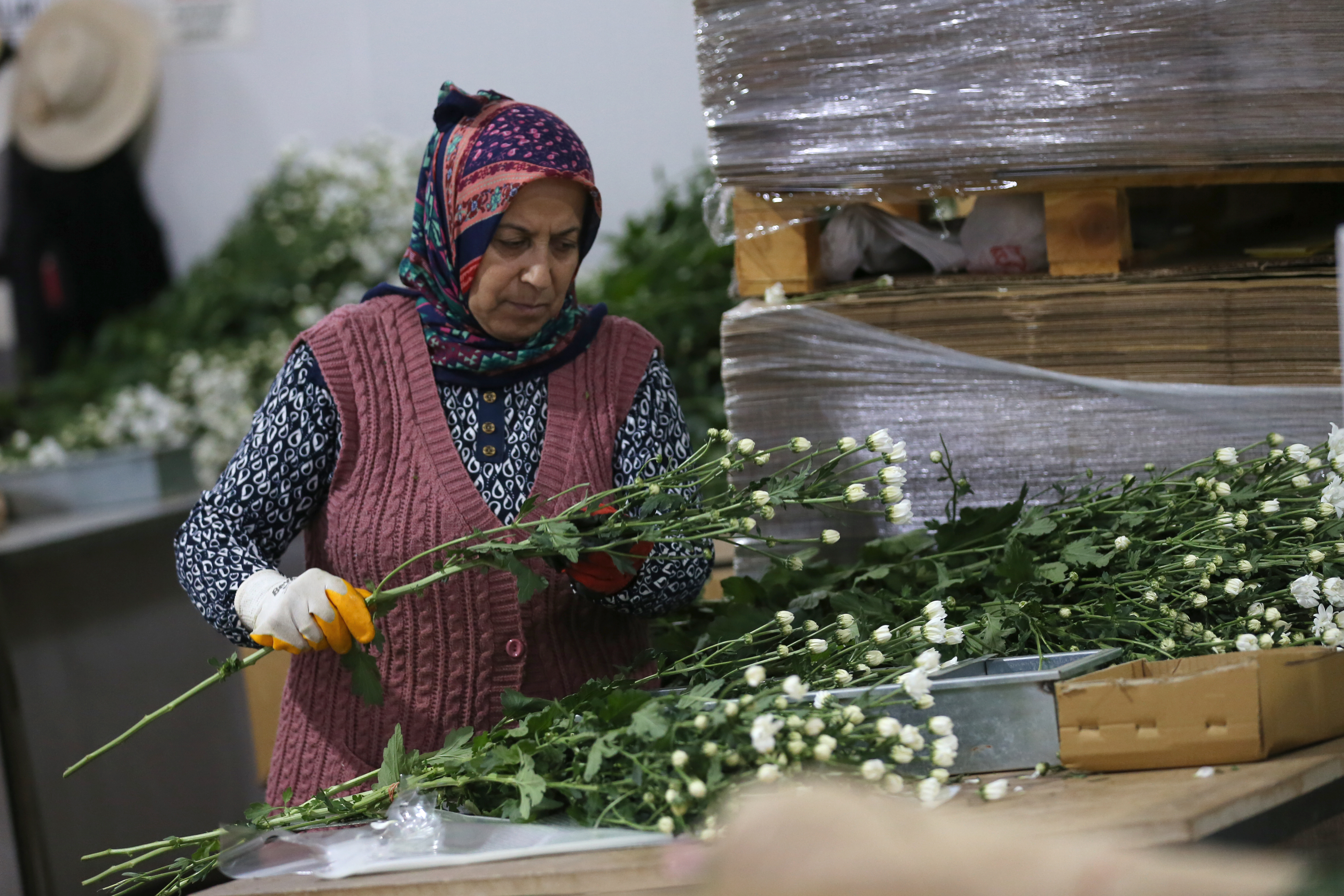 Çiçek ihracatında çeşitlilik arttı