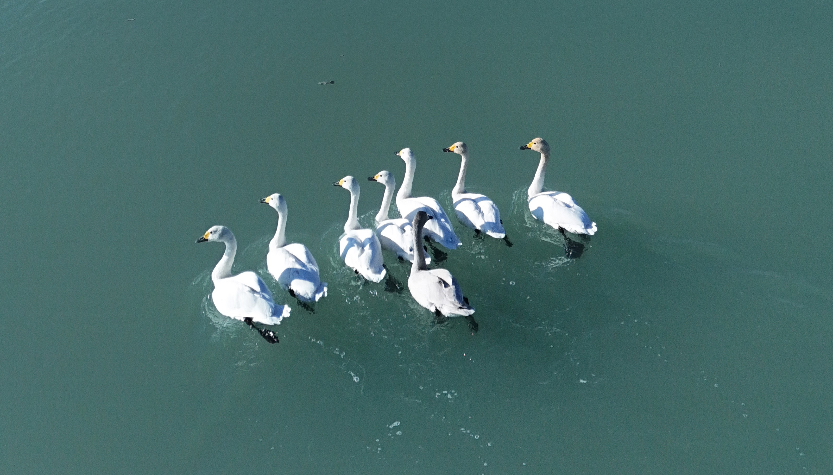 Süphan Dağı manzarasında kuğu dansı