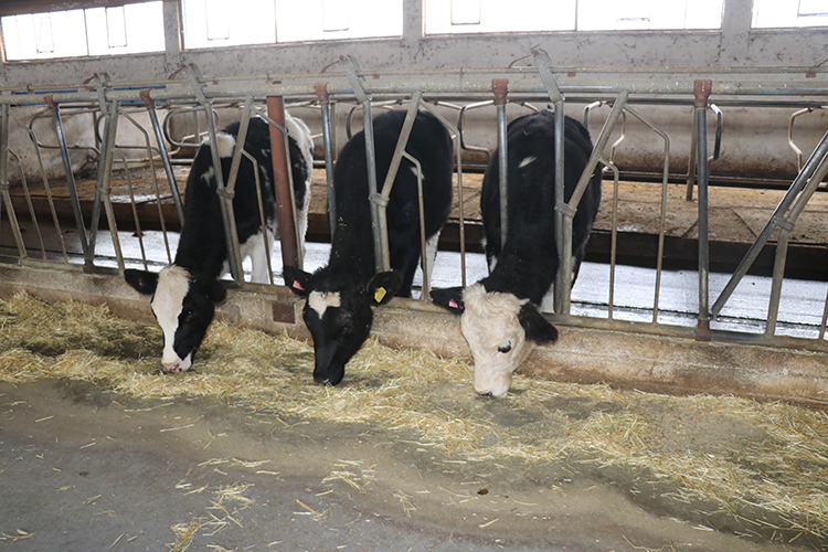 06 2025 01 A R A L I K 08 20251213 2 72046999 120127895