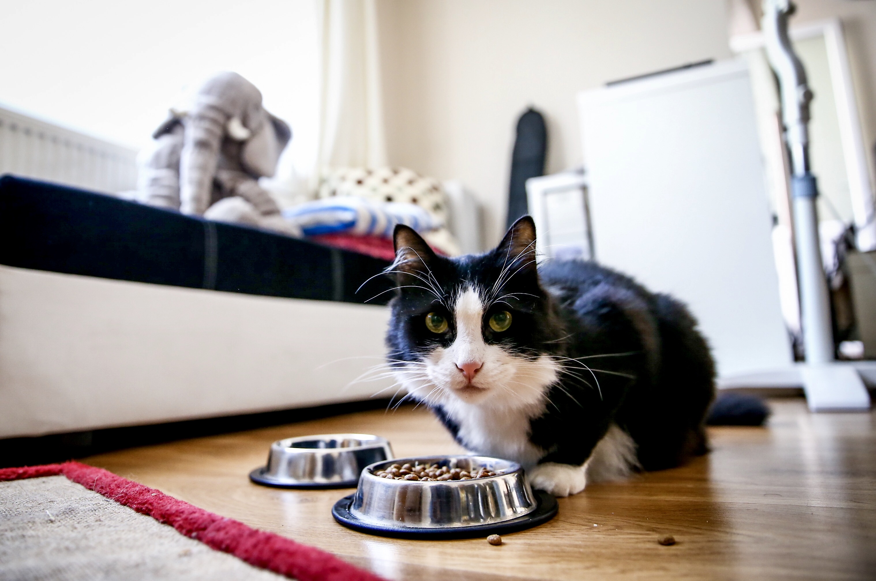 Evcil hayvan sahipleri dikkat! Son gün 31 Aralık...