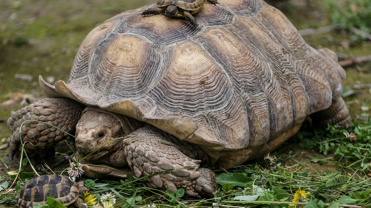 Dünya Kaplumbağa Günü'nde Bursa Hayvanat Bahçesi'ndeki kaplumbağalara özel beslenme