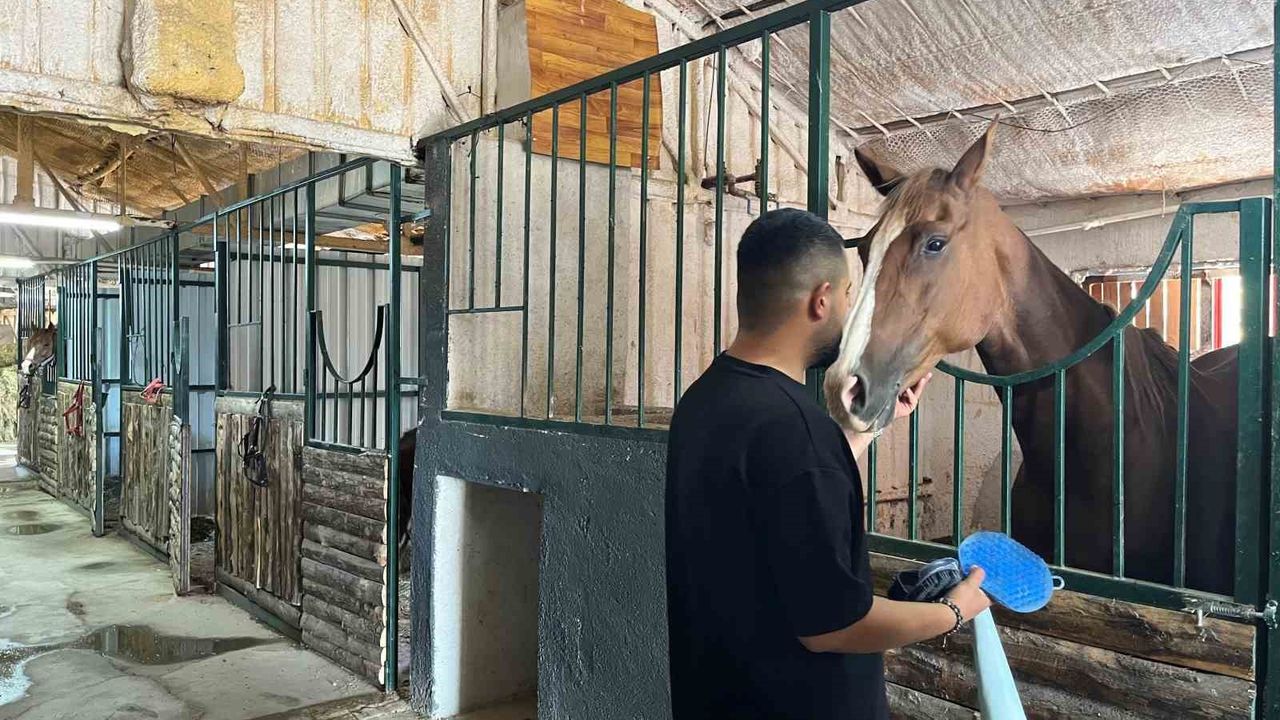 Türk kültürünün sembollerinden atlara yoğun ilgi