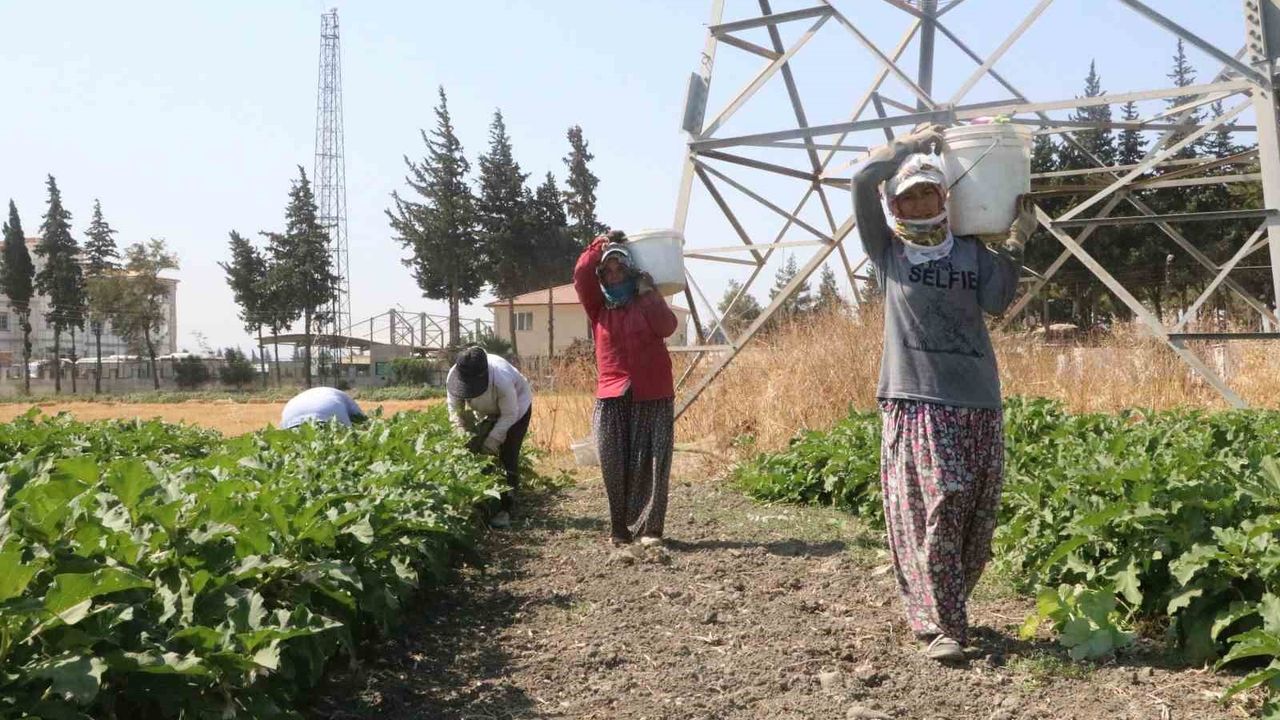 Depremzede kadınların 50 dereceyi bulan sıcakta zorlu patlıcan hasadı