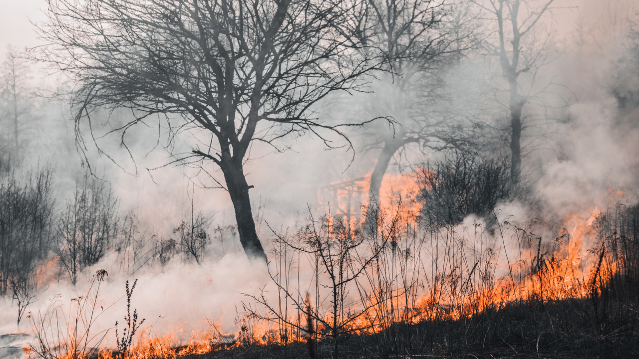 Hawaii'de devam eden orman yangınlarında 6 kişi öldü