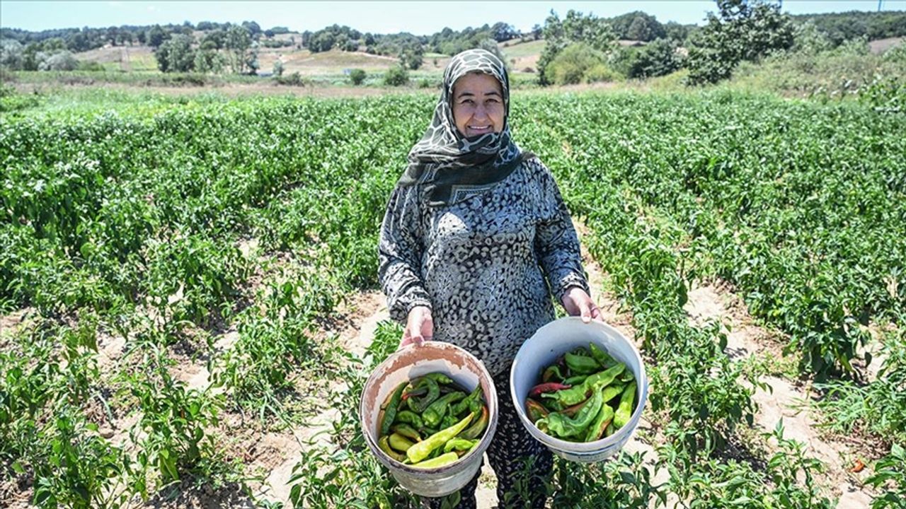 Bakanlığın ata tohumlardan ürettiği fideler verimiyle çiftçi kadınları memnun etti