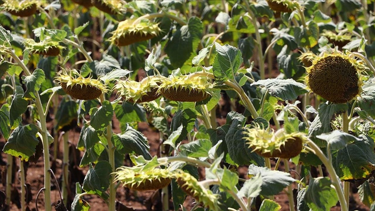 Trakya'da ekilen yerli hibrit ayçiçekleri sıcaklıktan daha az etkilendi