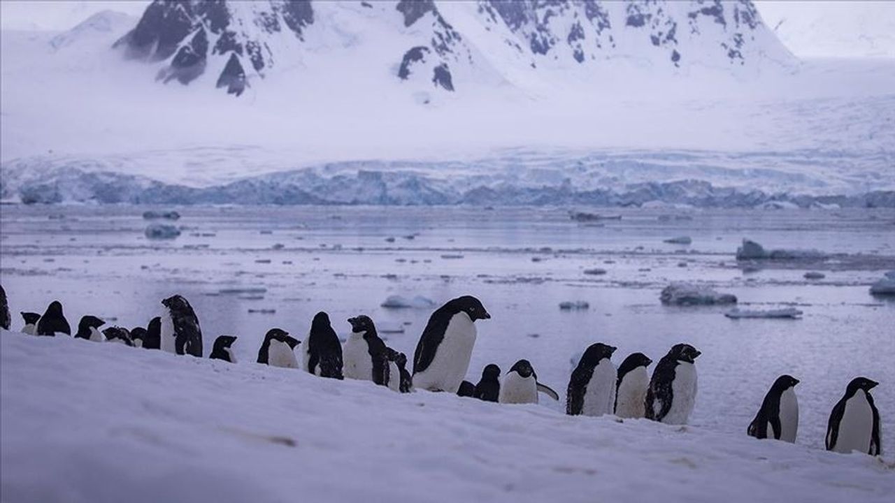 Küresel ısınma devam ederse, imparator penguen kolonilerinin yüzde 90'ı 2100'de yok olacak