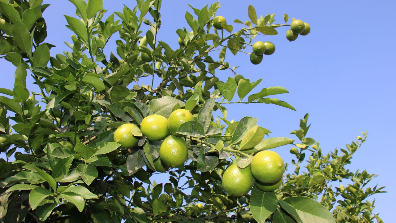 Mersin'de erkenci limonun hasadı başladı