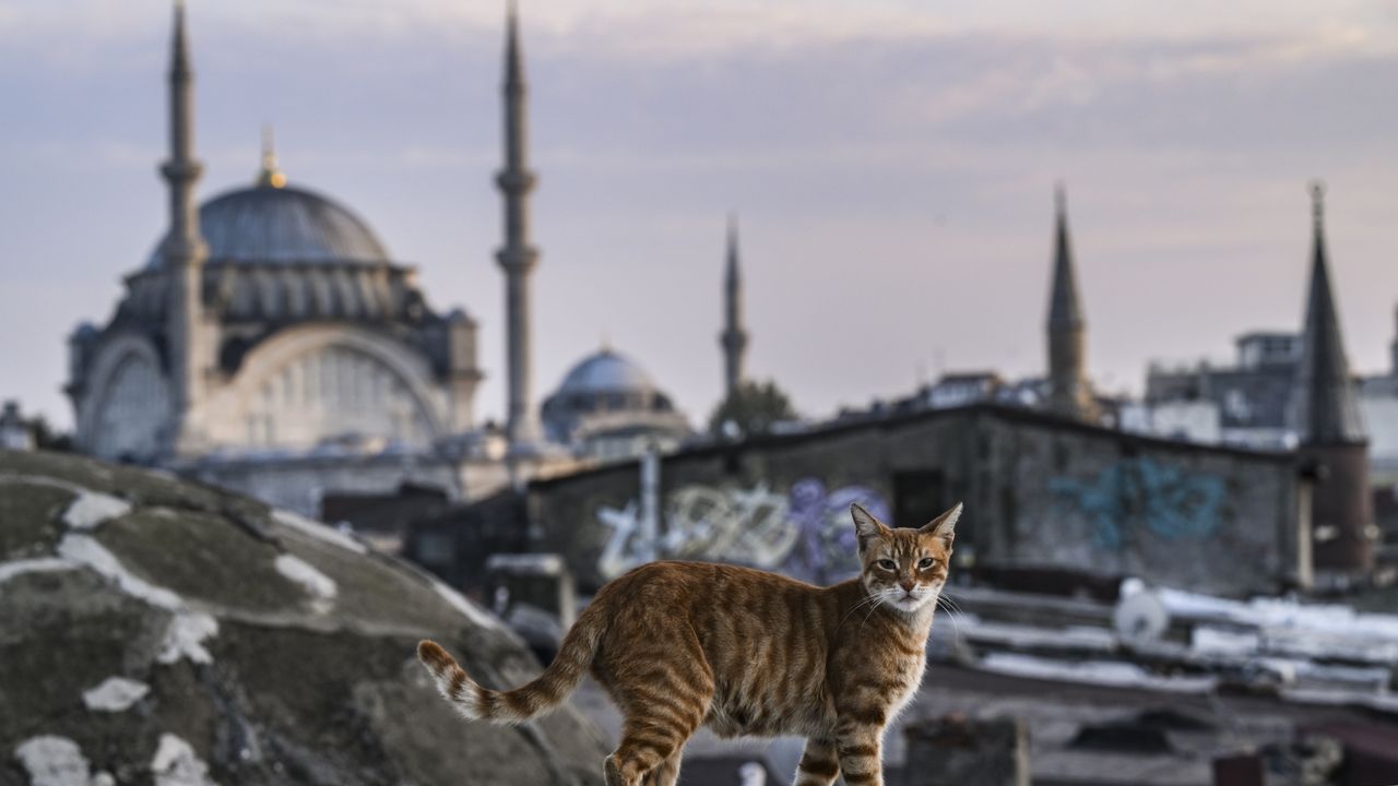 İstanbul'un tarihi yarımadasında sabah kahvaltısı arayan kedinin tatlı serüveni