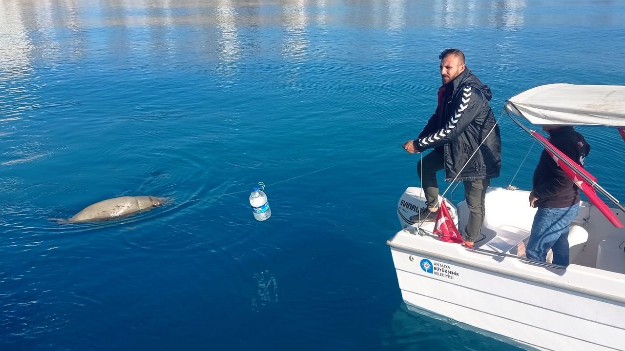 Antalya Körfezi'nde ölü Akdeniz foku bulundu