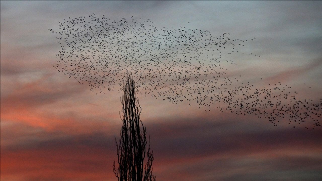 Kars'ta gün batımında "kuşların dansı" görüntülendi