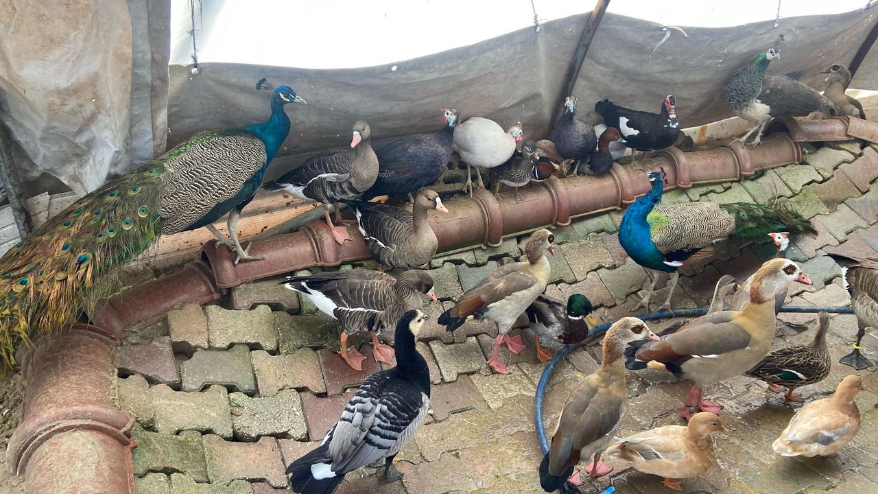 Aksaray'da nesli tükenme tehlikesi olan hayvanların ticaretini yapan kişiye para cezası