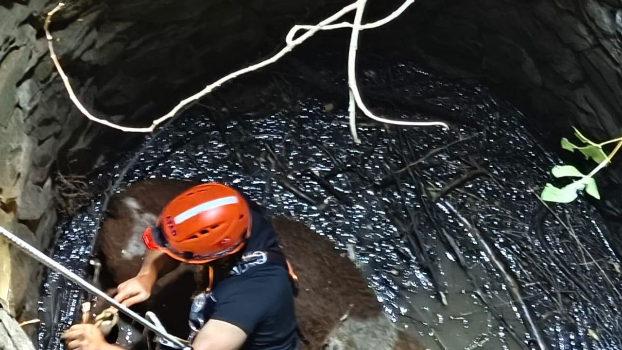 Siirt'te su kuyusuna düşen inek kurtarıldı
