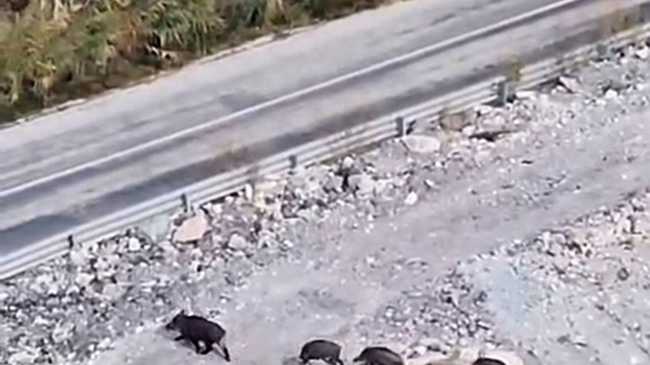 Yüksekova'da domuz sürüsü görüntülendi