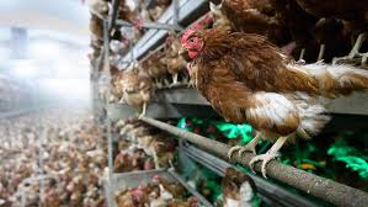 Almanya'da kuş gribi nedeniyle 400 bin kadar kanatlı hayvan itlaf edildi