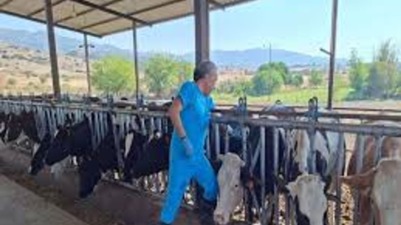 Aydın'da "şap hastalığı" nedeniyle 34 mahallede karantina başlatıldı