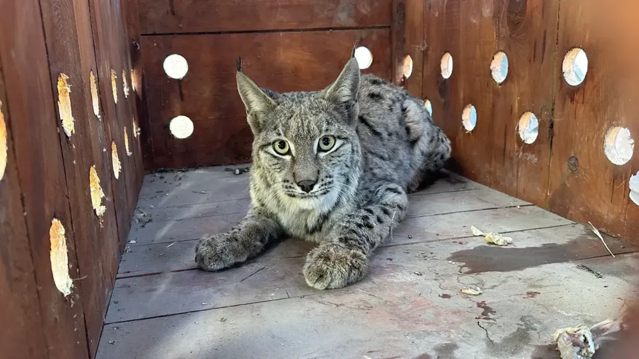 Giresun'da düştüğü su kanalından kurtarılan vaşak tedavisinin ardından doğaya bırakıldı