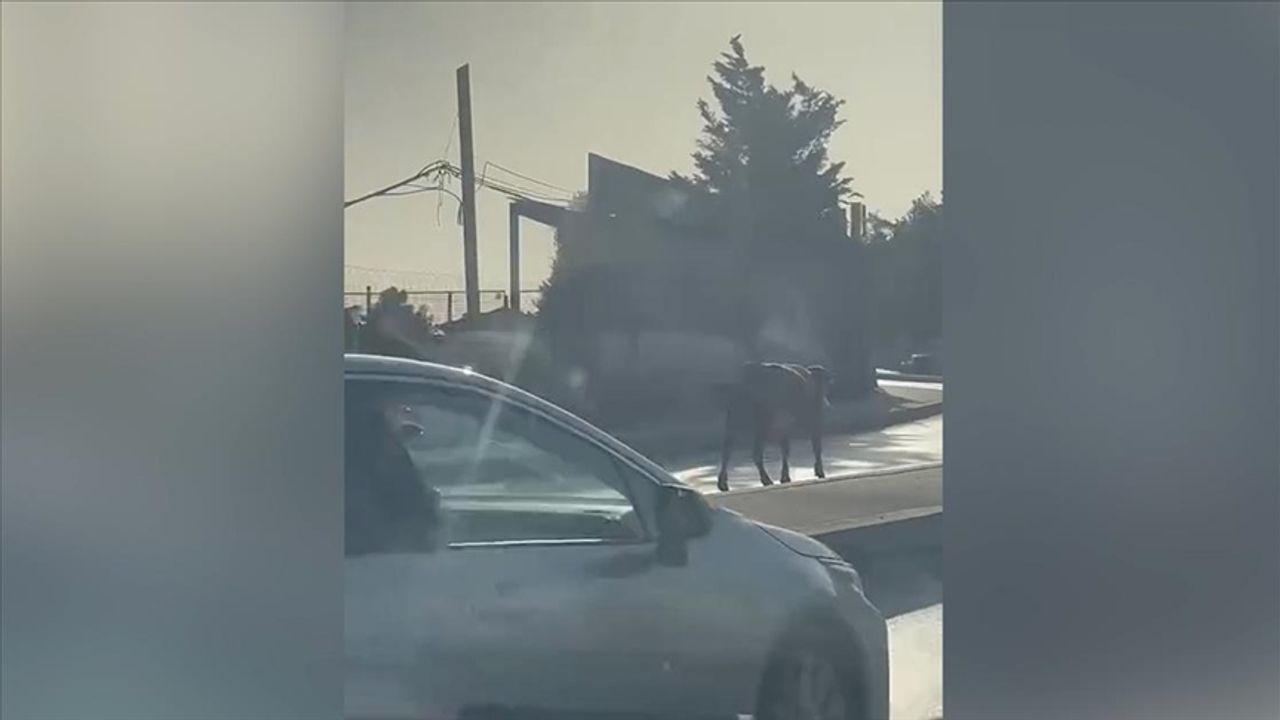 Ümraniye'de küçükbaş hayvanın trafiği tehlikeye düşürdüğü anlar kameraya yansıdı