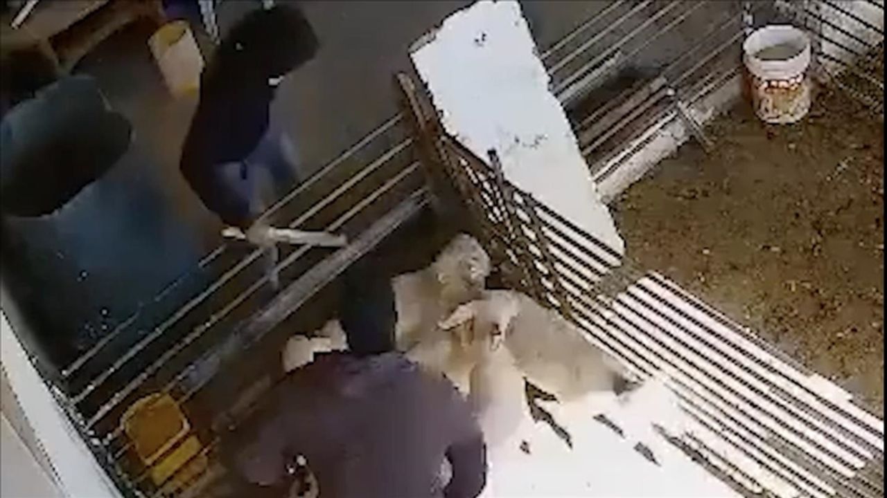 İsraillilerin, Filistinli bir çiftçiye ait kuzu ve koyunlara saldırdığı anlara ait görüntüler ortaya çıktı