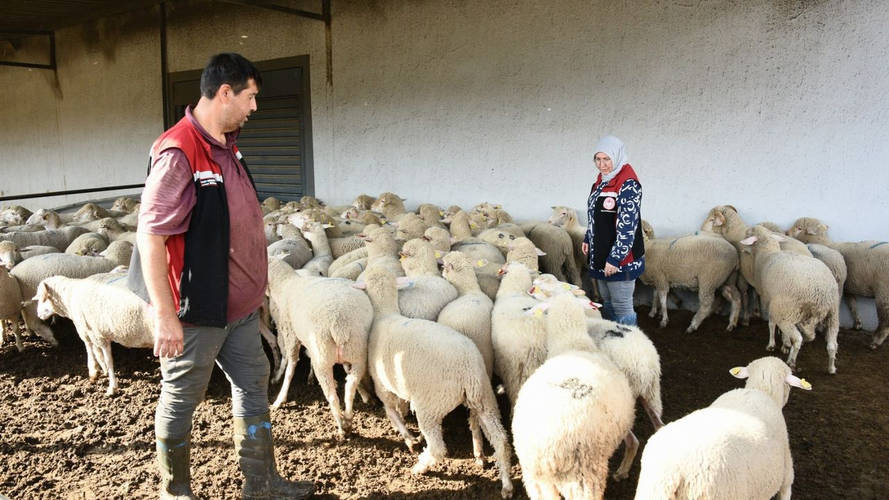 Aliağa’da Üreticiye Destek Sürüyor: Hibeli Koyun ve Koçlar Üreticilere Teslim Edildi