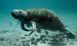 Çin'de deniz kızı masallarına ilham veren dugongların soyu tükeniyor