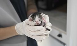 Deprem bölgesindeki veteriner hekim muayenehanelerine esneklik