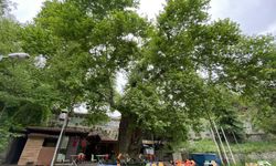 Tarihi çınar ağacı yıllara meydan okuyor