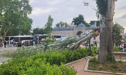 Fatih'te turist rehberi devrilen ağacın altında kaldı