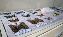 Bolu'da okul bünyesinde açılan müzeyle çocuklara doğa bilinci aşılanıyor