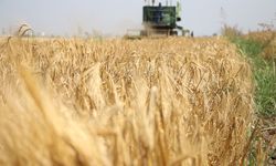 Doğu Akdeniz Tarımsal Araştırma Enstitüsü yeni buğday ve arpa çeşitleri geliştirdi