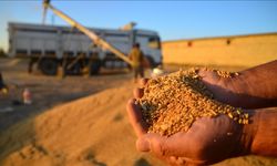 Buğday alım fiyatları üreticilerin beklentisini karşıladı