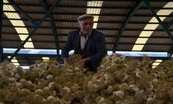 Taşköprü Sarımsağı pazara indi: 20 ile 45 TL arasında alıcı buluyor