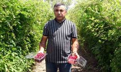 Hobi olarak üretmeye başlamıştı şimdi taleplere yetişemiyor, bahçeden çıkmadan ürünler tükeniyor