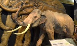 İngiltere'de 450 bin yıllık mamut fosili bulundu