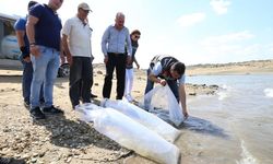 Kırklareli'nde 550 bin yavru sazan barajlara bırakıldı
