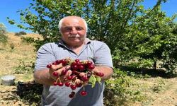 Coğrafi işaretli ‘Çubuk vişnesi’nin hasadı başladı