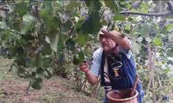 Giresunlu fındık üreticilerinin endişesi serbest piyasada oluşacak fındık fiyatı