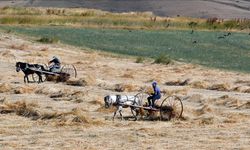 Bunaltıcı sıcakta arpa hasadı yapıyorlar