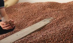 Ordu'da serbest piyasada fındığın kilogramı 100 liradan işlem görüyor