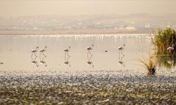 Tunus’ta pembe flamingoların göç yolundaki Sicumi Göleti çevre kirliliğinin tehdidi altında