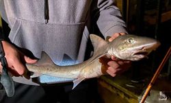 İstanbul'un Üsküdar İlçesin'de Çengelköy Sahilin'de Bir Gencin Oltasına Yavru Köpek Balığı Takıldı