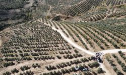 Muğla'nın Kavaklıdere ilçesinde bulunan 600 dönümlük zeytin bahçesinde yılın ilk hasadı gerçekleştirildi.