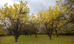 Malatya'nın Yeşilyurt ilçesinde sonbahar renkleri hakim oldu