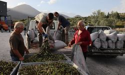 Yunanistan'da zeytin üretiminde büyük düşüş yaşandı, fiyatlar katlandı